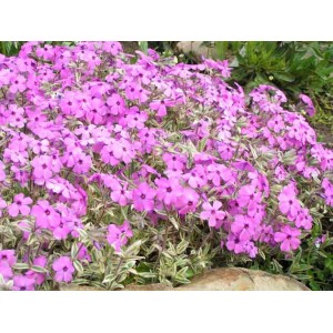 Шиловидный флокс «Netteleto Variegata»
